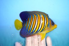 画像2: 【海水魚・ヤッコ】【通販】人工飼料OK♪インドニシキヤッコ（MLサイズ）(個体販売）（±12cm）No.2（生体）(海水魚) (2)