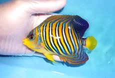 画像1: 【海水魚・ヤッコ】【通販】人工飼料OK♪インドニシキヤッコ（MLサイズ）(個体販売）（±12.5cm）No.3（生体）(海水魚) (1)