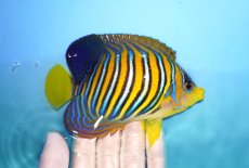 画像2: 【海水魚・ヤッコ】【通販】人工飼料OK♪インドニシキヤッコ（MLサイズ）(個体販売）（±12.5cm）No.3（生体）(海水魚) (2)
