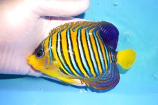 画像1: 【海水魚・ヤッコ】【通販】人工飼料OK♪インドニシキヤッコ（MLサイズ）(個体販売）（±13.5cm）No.4（生体）(海水魚) (1)