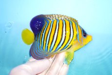 画像2: 【海水魚・ヤッコ】【通販】人工飼料OK♪インドニシキヤッコ（MLサイズ）(個体販売）（±13.5cm）No.4（生体）(海水魚) (2)