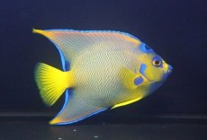 画像1: 【海水魚・ヤッコ】【通販】人工飼料OK♪極美！ カリブクイーンエンゼル（L）(個体販売）（±16-17cm）No.1（生体）(海水魚) (1)