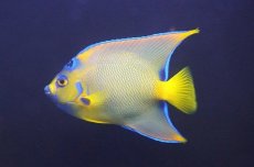 画像2: 【海水魚・ヤッコ】【通販】人工飼料OK♪極美！ カリブクイーンエンゼル（L）(個体販売）（±16-17cm）No.1（生体）(海水魚) (2)