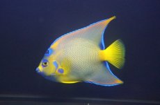 画像5: 【海水魚・ヤッコ】【通販】人工飼料OK♪極美！ カリブクイーンエンゼル（L）(個体販売）（±16-17cm）No.1（生体）(海水魚) (5)