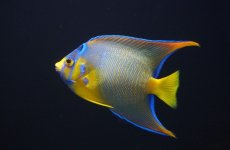 画像1: 【海水魚・ヤッコ】【通販】人工飼料OK♪極美！ カリブクイーンエンゼル（M）(個体販売）（±11-12cm）No.2（生体）(海水魚) (1)