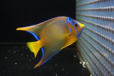 画像2: 【海水魚・ヤッコ】【通販】人工飼料OK♪極美！ カリブクイーンエンゼル（M）(個体販売）（±11-12cm）No.2（生体）(海水魚) (2)