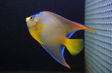 画像3: 【海水魚・ヤッコ】【通販】人工飼料OK♪極美！ カリブクイーンエンゼル（M）(個体販売）（±11-12cm）No.2（生体）(海水魚) (3)