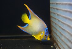 画像4: 【海水魚・ヤッコ】【通販】人工飼料OK♪極美！ カリブクイーンエンゼル（M）(個体販売）（±11-12cm）No.2（生体）(海水魚) (4)