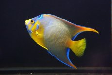 画像5: 【海水魚・ヤッコ】【通販】人工飼料OK♪極美！ カリブクイーンエンゼル（M）(個体販売）（±11-12cm）No.2（生体）(海水魚) (5)