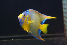 画像6: 【海水魚・ヤッコ】【通販】人工飼料OK♪極美！ カリブクイーンエンゼル（M）(個体販売）（±11-12cm）No.2（生体）(海水魚) (6)