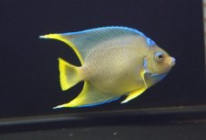 画像1: 【海水魚・ヤッコ】【通販】人工飼料OK♪極美！ ブルーエンゼル（M）(個体販売）（±10-11cm）No.1（生体）(海水魚) (1)