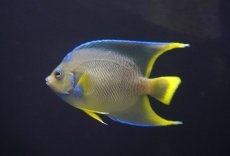 画像2: 【海水魚・ヤッコ】【通販】人工飼料OK♪極美！ ブルーエンゼル（M）(個体販売）（±10-11cm）No.1（生体）(海水魚) (2)