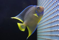 画像3: 【海水魚・ヤッコ】【通販】人工飼料OK♪極美！ ブルーエンゼル（M）(個体販売）（±10-11cm）No.1（生体）(海水魚) (3)