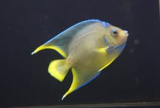 画像4: 【海水魚・ヤッコ】【通販】人工飼料OK♪極美！ ブルーエンゼル（M）(個体販売）（±10-11cm）No.1（生体）(海水魚) (4)