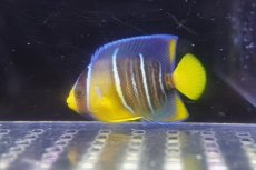 画像1: 【海水魚・ヤッコ】【通販】人工飼料OK♪極美！ ブルーエンゼル（S）(個体販売）（±5.5cm）No.2（生体）(海水魚) (1)