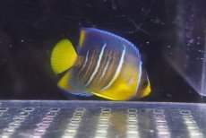 画像2: 【海水魚・ヤッコ】【通販】人工飼料OK♪極美！ ブルーエンゼル（S）(個体販売）（±5.5cm）No.2（生体）(海水魚) (2)