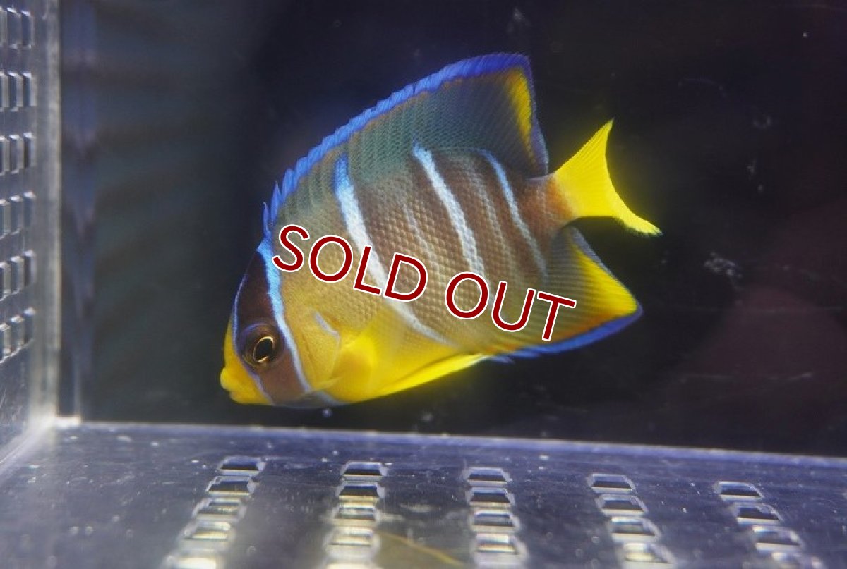 画像1: 【海水魚・ヤッコ】【通販】人工飼料OK♪極美！ ブルーエンゼル（S）(個体販売）（±5cm）No.3（生体）(海水魚) (1)