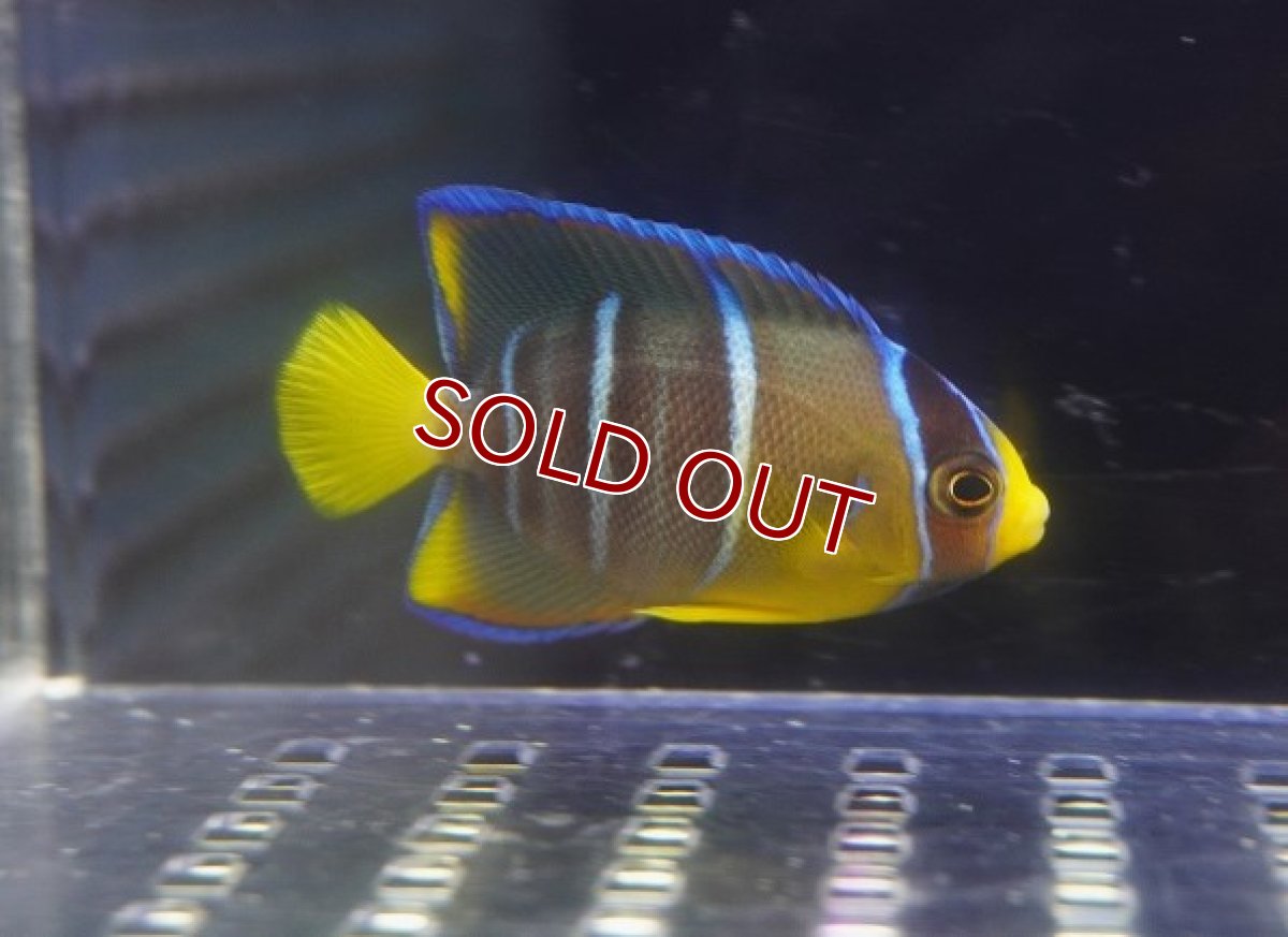 画像2: 【海水魚・ヤッコ】【通販】人工飼料OK♪極美！ ブルーエンゼル（S）(個体販売）（±5cm）No.3（生体）(海水魚) (2)