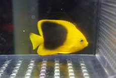 画像1: 【海水魚・ヤッコ】【通販】人工飼料OK♪ロックビューティー（SM）(個体販売）（±6.5cm）No.1（生体）(海水魚) (1)