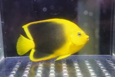 画像1: 【海水魚・ヤッコ】【通販】人工飼料OK♪ロックビューティー（M）(個体販売）（±9cm）No.2（生体）(海水魚) (1)