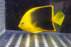画像2: 【海水魚・ヤッコ】【通販】人工飼料OK♪ロックビューティー（M）(個体販売）（±9cm）No.2（生体）(海水魚) (2)
