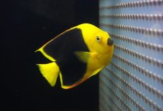画像1: 【海水魚・ヤッコ】【通販】人工飼料OK♪ロックビューティー（ML）(個体販売）（±11-12cm）No.3（生体）(海水魚) (1)