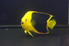 画像2: 【海水魚・ヤッコ】【通販】人工飼料OK♪ロックビューティー（ML）(個体販売）（±11-12cm）No.3（生体）(海水魚) (2)