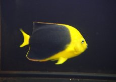 画像2: 【海水魚・ヤッコ】【通販】人工飼料OK♪ロックビューティー（ML）(個体販売）（±11-13cm）No.4（生体）(海水魚) (2)