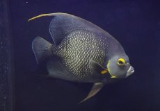 画像1: 【海水魚・ヤッコ】【通販】人工飼料OK♪フレンチエンゼル（Lサイズ）(個体販売）（±19-20cm）（生体）(海水魚) (1)