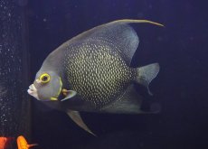 画像2: 【海水魚・ヤッコ】【通販】人工飼料OK♪フレンチエンゼル（Lサイズ）(個体販売）（±19-20cm）（生体）(海水魚) (2)