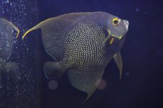 画像3: 【海水魚・ヤッコ】【通販】人工飼料OK♪フレンチエンゼル（Lサイズ）(個体販売）（±19-20cm）（生体）(海水魚) (3)