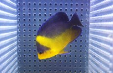 画像1: 【海水魚・ヤッコ】【通販】状態良好♪【沖縄産】スミレヤッコ（ML)(個体販売）（±7cm） （生体）(海水魚) (1)