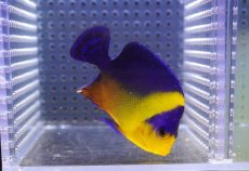 画像2: 【海水魚・ヤッコ】【通販】状態良好♪【沖縄産】スミレヤッコ（ML)(個体販売）（±7cm） （生体）(海水魚) (2)