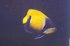 画像1: 【海水魚・ヤッコ】【通販】人工飼料爆食いです♪イナズマヤッコ（SMサイズ）(個体販売）（±8-9cm） No.1（生体）(海水魚) (1)