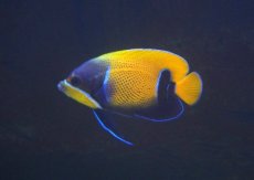 画像2: 【海水魚・ヤッコ】【通販】人工飼料爆食いです♪イナズマヤッコ（SMサイズ）(個体販売）（±8-9cm） No.1（生体）(海水魚) (2)
