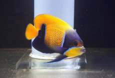 画像1: 【海水魚・ヤッコ】【通販】人工飼料爆食いです♪イナズマヤッコ（SMサイズ）(個体販売）（±8-9cm） No.2（生体）(海水魚) (1)