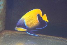 画像2: 【海水魚・ヤッコ】【通販】人工飼料爆食いです♪イナズマヤッコ（SMサイズ）(個体販売）（±8-9cm） No.2（生体）(海水魚) (2)