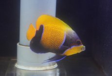画像1: 【海水魚・ヤッコ】【通販】人工飼料爆食いです♪イナズマヤッコ（SMサイズ）(個体販売）（±8-9cm） No.3（生体）(海水魚) (1)