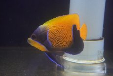 画像2: 【海水魚・ヤッコ】【通販】人工飼料爆食いです♪イナズマヤッコ（SMサイズ）(個体販売）（±8-9cm） No.3（生体）(海水魚) (2)