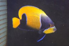 画像1: 【海水魚・ヤッコ】【通販】人工飼料爆食いです♪イナズマヤッコ（MLサイズ）(個体販売）（±14cm） No.4（生体）(海水魚) (1)