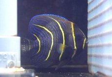 画像1: 【海水魚・ヤッコ】【通販】人工飼料OK♪コルテツエンゼル(個体販売）（±10cm） （生体）(海水魚) (1)