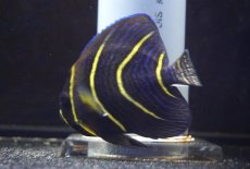 画像2: 【海水魚・ヤッコ】【通販】人工飼料OK♪コルテツエンゼル(個体販売）（±10cm） （生体）(海水魚) (2)