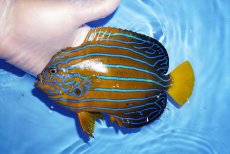 画像1: 【海水魚・ヤッコ】【通販】背ビレ部分難アリ特価！キンチャクダイ（Lサイズ）(個体販売）（±18cm） （生体）(海水魚) (1)