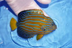 画像2: 【海水魚・ヤッコ】【通販】背ビレ部分難アリ特価！キンチャクダイ（Lサイズ）(個体販売）（±18cm） （生体）(海水魚) (2)