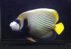 画像1: 【海水魚・ヤッコ】【通販】迫力のサイズ！人工飼料♪タテジマキンチャクダイ（XLサイズ）(個体販売）（±22cm） （生体）(海水魚) (1)