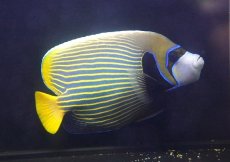 画像2: 【海水魚・ヤッコ】【通販】迫力のサイズ！人工飼料♪タテジマキンチャクダイ（XLサイズ）(個体販売）（±22cm） （生体）(海水魚) (2)