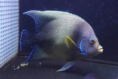 画像1: 【海水魚・ヤッコ】【通販】迫力のサイズ！人工飼料OK♪サザナミヤッコ（XLサイズ）(個体販売）（±25cm） （生体）(海水魚) (1)