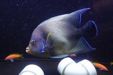 画像2: 【海水魚・ヤッコ】【通販】迫力のサイズ！人工飼料OK♪サザナミヤッコ（XLサイズ）(個体販売）（±25cm） （生体）(海水魚) (2)