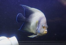 画像3: 【海水魚・ヤッコ】【通販】迫力のサイズ！人工飼料OK♪サザナミヤッコ（XLサイズ）(個体販売）（±25cm） （生体）(海水魚) (3)