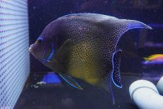 画像4: 【海水魚・ヤッコ】【通販】迫力のサイズ！人工飼料OK♪サザナミヤッコ（XLサイズ）(個体販売）（±25cm） （生体）(海水魚) (4)